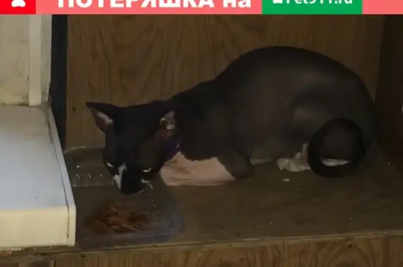 Найдена кошка на улице Никитина в Барнауле
