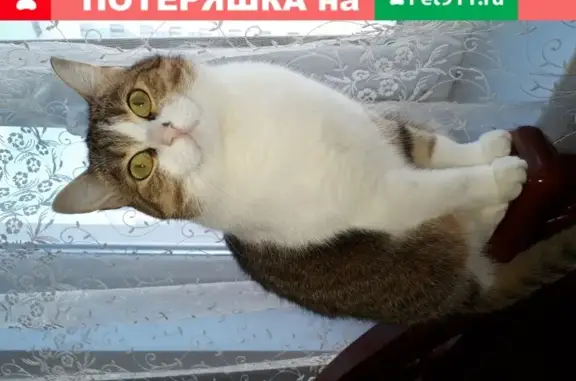 Пропала кошка в деревне Турово, Ленинградская область