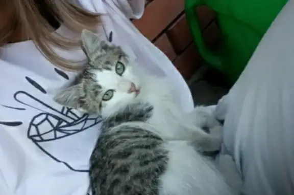 Пропала кошка на 2-м Московском переулке