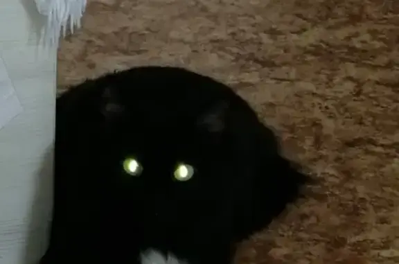 Пропала черная кошка в Республике Хакасия, село Аскиз, ул. Катанова, 8