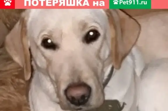 Пропала собака в Смоленске