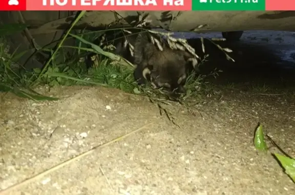 Найден щенок на Баумана в Вышнем Волочке
