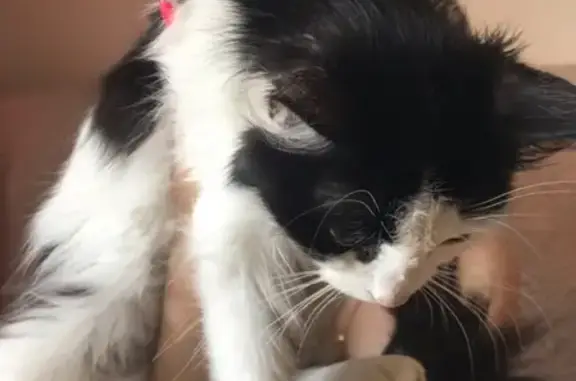 Найдена кошка в Тюмени, мкрн. ЕВРОПЕЙСКИЙ