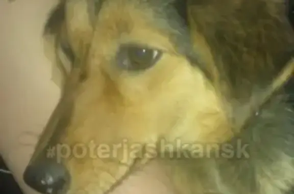 Найдена собака на Золотой горке в Новосибирске