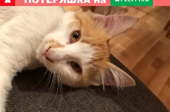Найден кот на Маршала Жукова, 13
