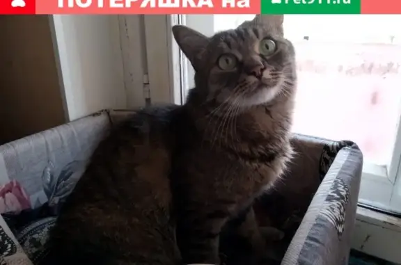 Пропала кошка в Электростали, ул. Мира д34