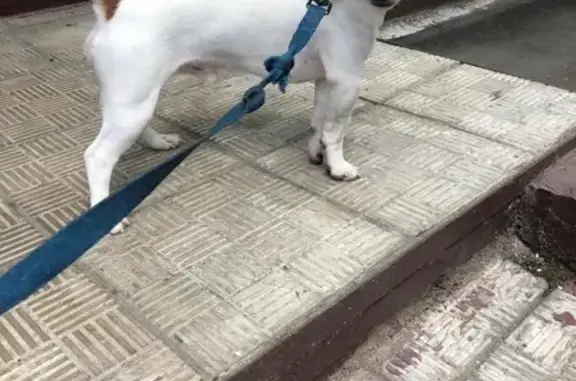 Найден щенок Джек-рассел-терьер на ул. Бестужевых