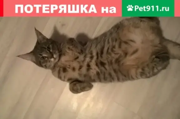 Кошки потеряшки, Санкт-Петербург, фото: Потеряшка домашняя кошка, адрес: пр. Космонавтов, 48к3
