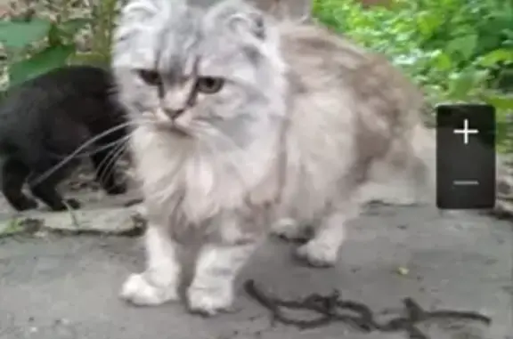 Пропала кошка на Просвещения-Б.Хмельницкого в Новочеркасске
