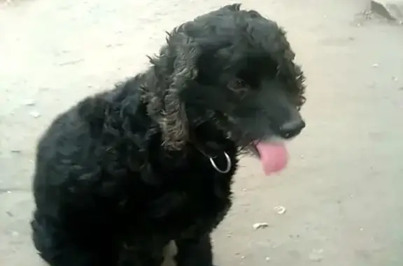 Найдена домашняя собака в районе маслозавода, Мичуринск