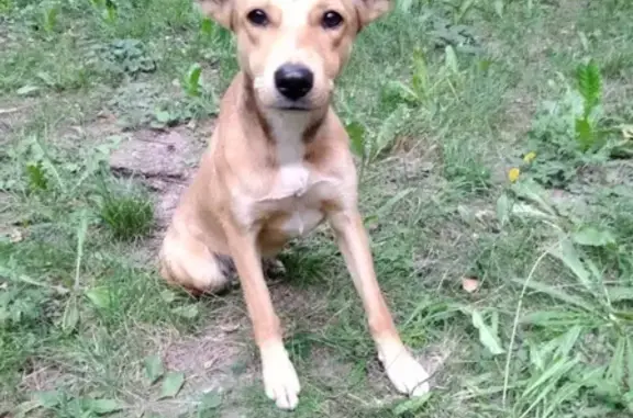Найдена маленькая собачка в районе парка Циолковского, Калуга