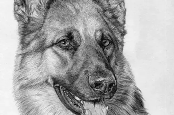 Собаки потеряшки, Москва, фото: Потеряшка собака в Москве, район Бутово - вознаграждение!