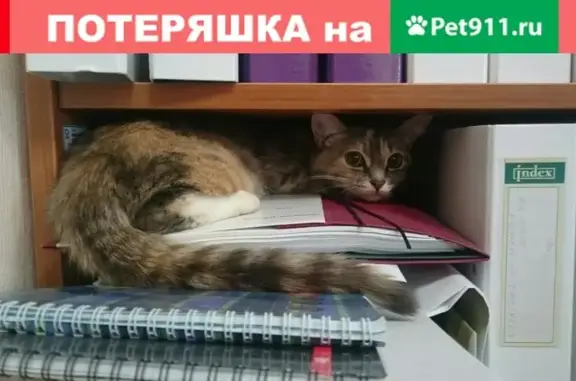 Найдена домашняя кошка в Екатеринбурге, ст. Уралмаш метро