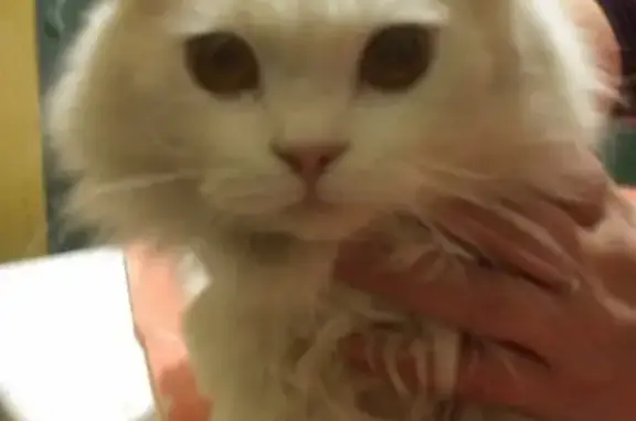 Найден бело-шиншилловый котенок в Муроме