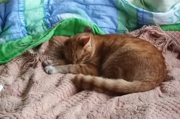 Кошки потеряшки, Москва, фото: Потеряшка кошка Нафаня в Восточном Бутово!