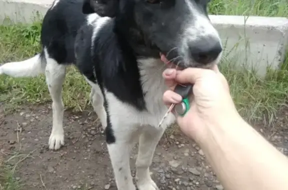 Найдена собака на улице Зои Космодемьянской