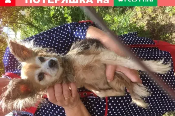 Собака найдена в Электроуглях, Московская обл.