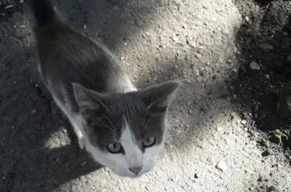 Найден ручной котенок в Гордеевке