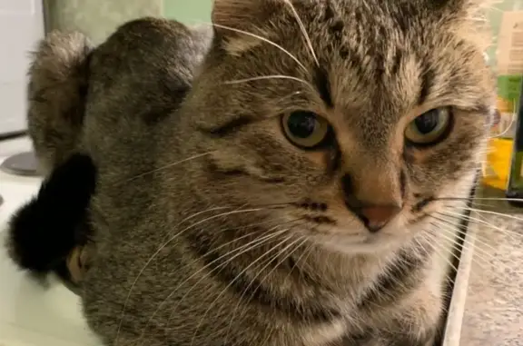 Кошки потеряшки, Москва, фото: Потеряшка кот Мартин на Чечёрском проезде 102!