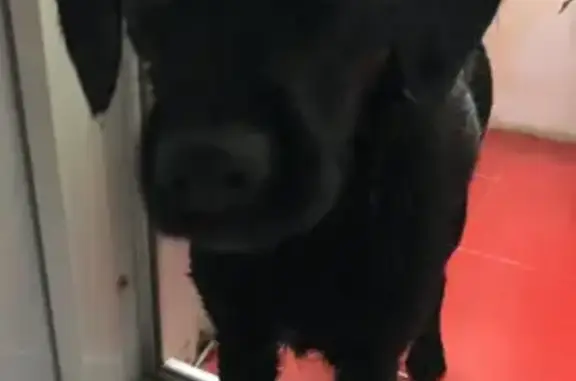 Найден чистый чёрный пёсик в Чите, 3-й микрорайон
