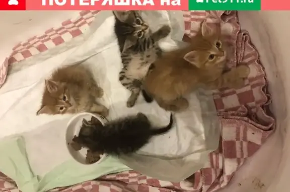Найдены 11 котят на Парковой ул. в Сергиевом Посаде