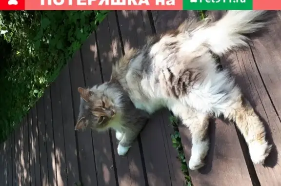 Найдена кошка на Гжатской ул.