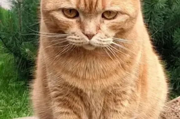 Пропала рыжая кошка Жуля на ул. Текстильная, Орехово-Зуево, вознаграждение.