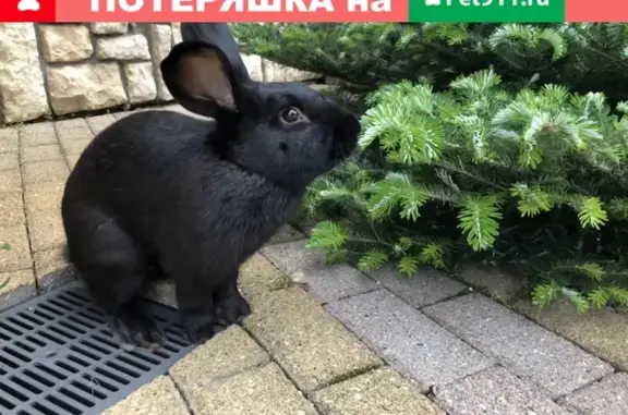 Кошки потеряшки, Москва, фото: Потеряшка черный кролик в Краснопахорском сп.