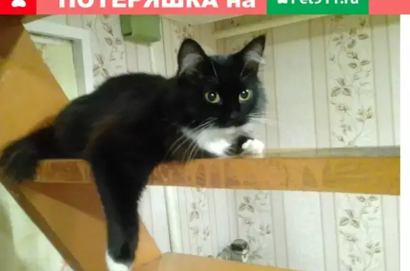 Кошки потеряшки, Ижевск, фото: Потеряшка кот 