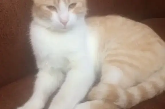 Найден домашний кот с ошейником в Ростове