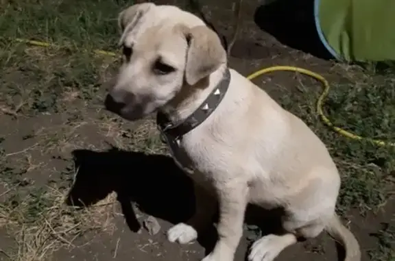 Найдена собака в х. Ленинаван, Ростов-на-Дону