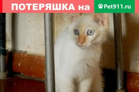 Найден белый котенок с голубыми глазами на ул.Строителей, д.2, кв.143