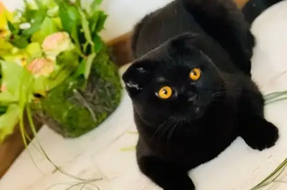 Кошки потеряшки, Москва, фото: Потеряшка кошка Бос, черный окрас, адрес: Москва, ул. Соколиной Горы, 15.