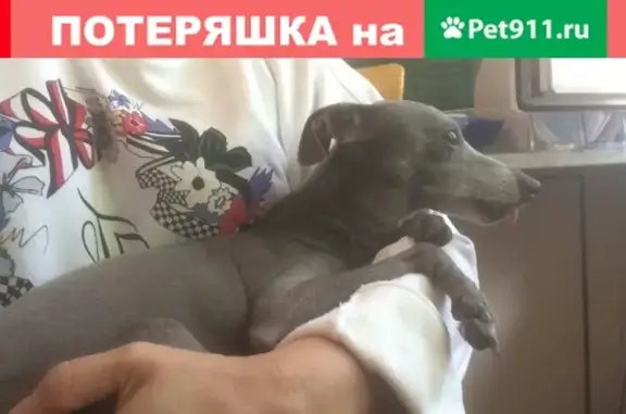 Найдена собака в СПб, м. Пл. Мужества, ищем хозяев