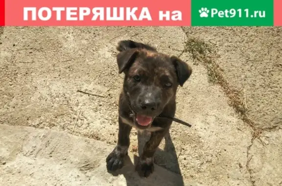 Найдена собака в ошейнике в Краснодаре #Животные_kkp