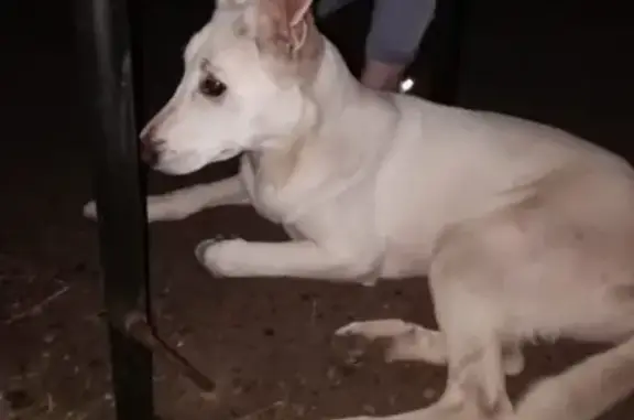 Найдена собака на Гэсе в Набережных Челнах
