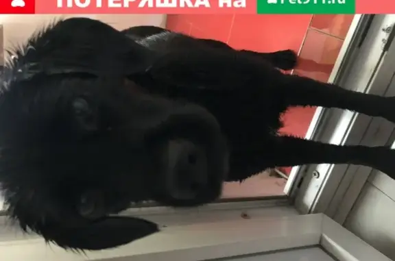 Найден чёрный пёс в Чите