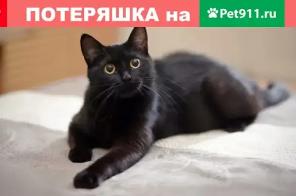 Пропала кошка Шмоня на Ленинградском 20, Нижний Тагил