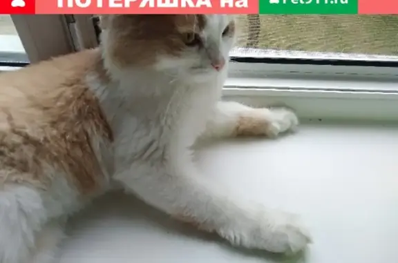 Пропал кот на Суворова 95/1 в Магнитогорске
