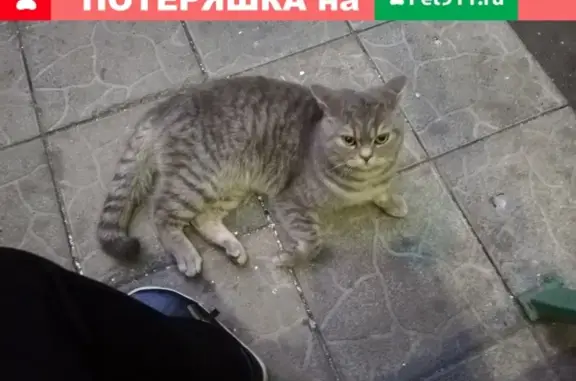 Найден кот в Москве, Орехово-Борисово Южное, м. Зябликово