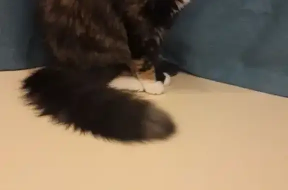 Объявления о пропавших и найденных животных, Киров, фото: Пропала кошка Жужа в деревне Машкачи, Кировская область