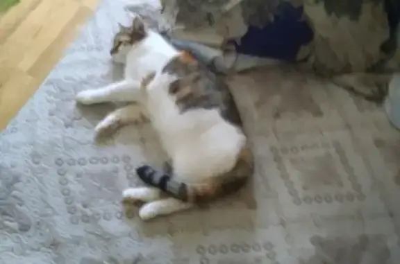 Найдена трёхцветная кошка в Петрозаводске