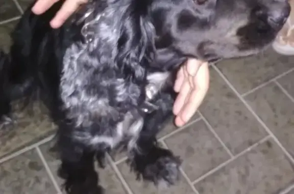Собака найдена на ул. Бзарова в Беслане.