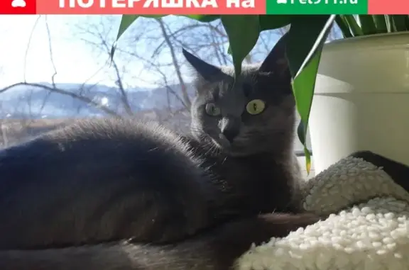 Пропала кошка в Академгородке, вознаграждение.