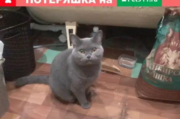 Найден британский кот в Жилмассиве, Томск