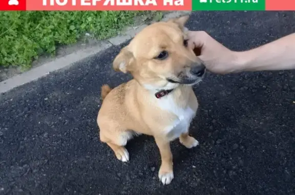 Найдена рыжая собака в Лечебном микрорайоне, Екатеринбург
