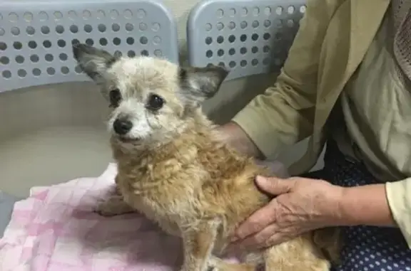 Найдена собака на ГГМ, звоните Людмиле в Нижнем Тагиле
