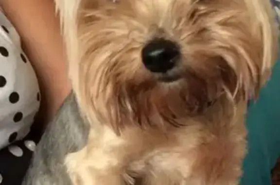 Найдена собака, Москва, фото: Найден йоркширский терьер в Измайловском парке