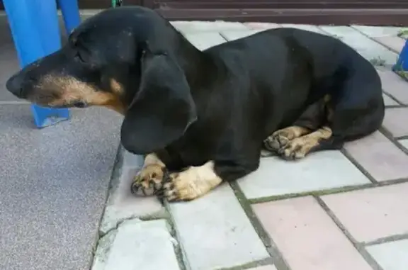 Собака Такса найдена в Преображенском парке, Абакан