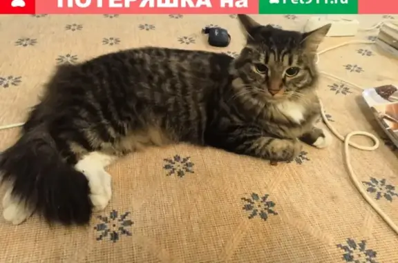 Найдена домашняя кошка в Химках, ул. Молодежная 34